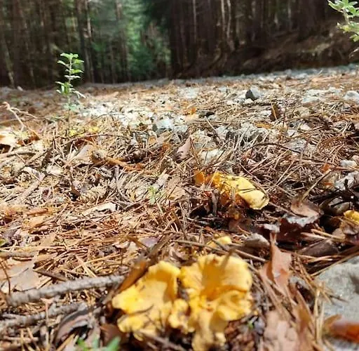 Апартамент The Snug Near The Brimming Mountains Банско