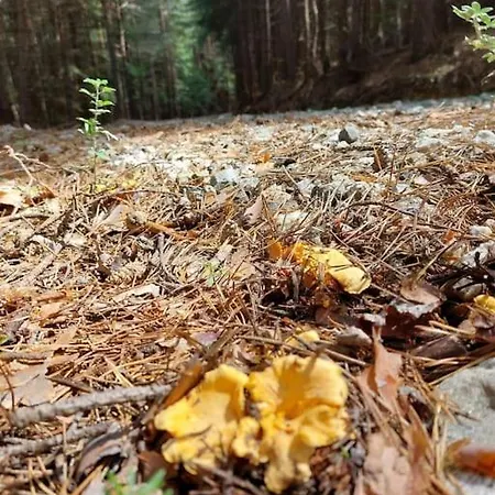 Appartement The Snug Near The Brimming Mountains Bansko